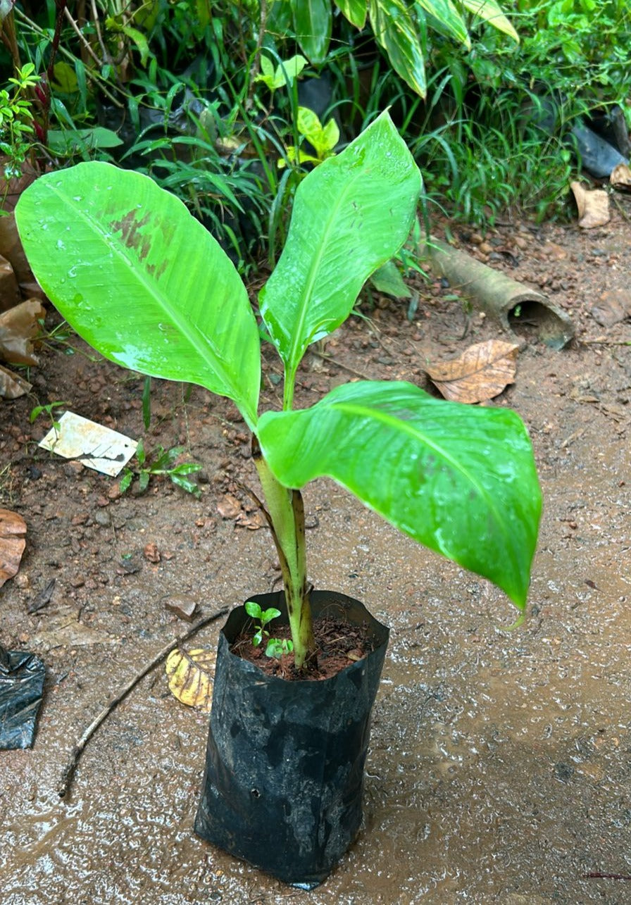 Ethan Banana Live Plant