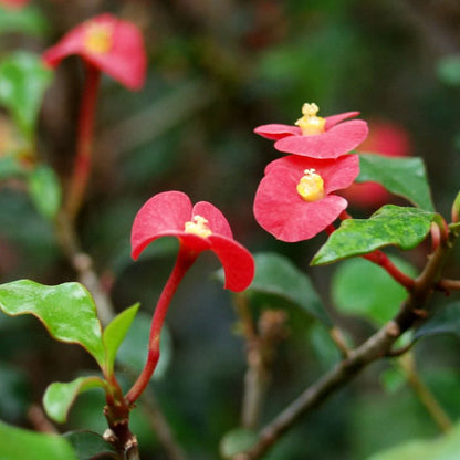 Euphorbia Geroldii (Thornless Crown of Thorns) Flowering Live Plant