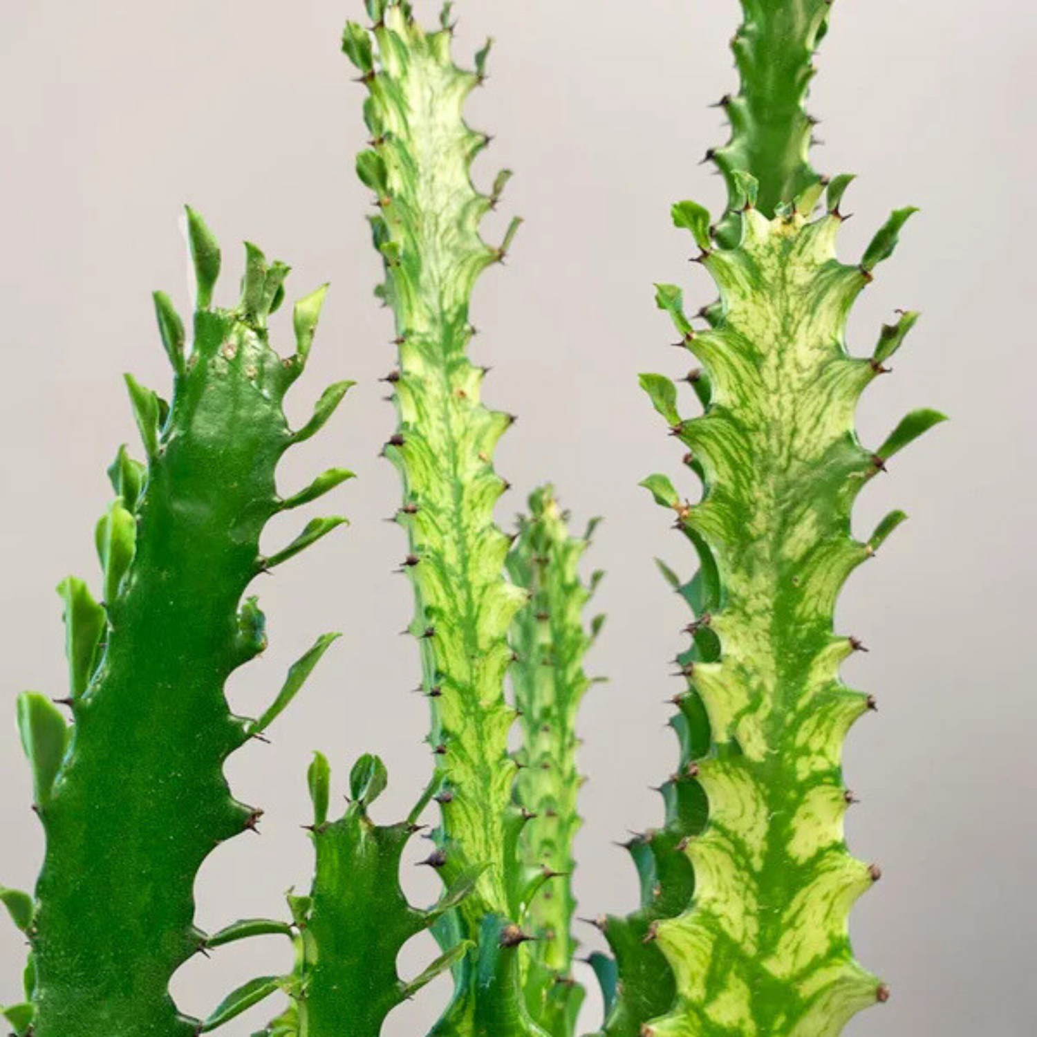 Euphorbia Lactea Variegated Cactus Live Plant