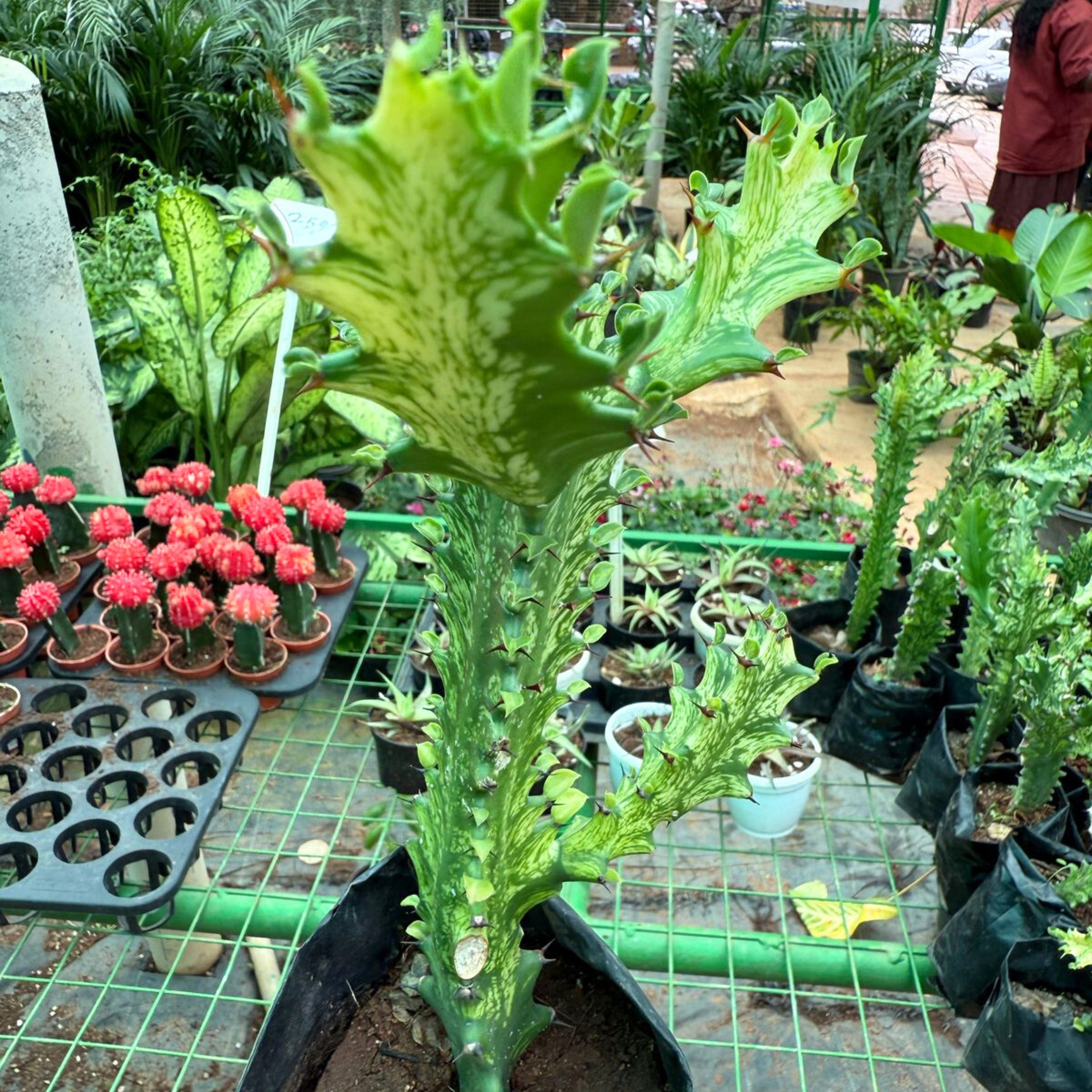 Euphorbia Lactea Variegated Cactus Live Plant