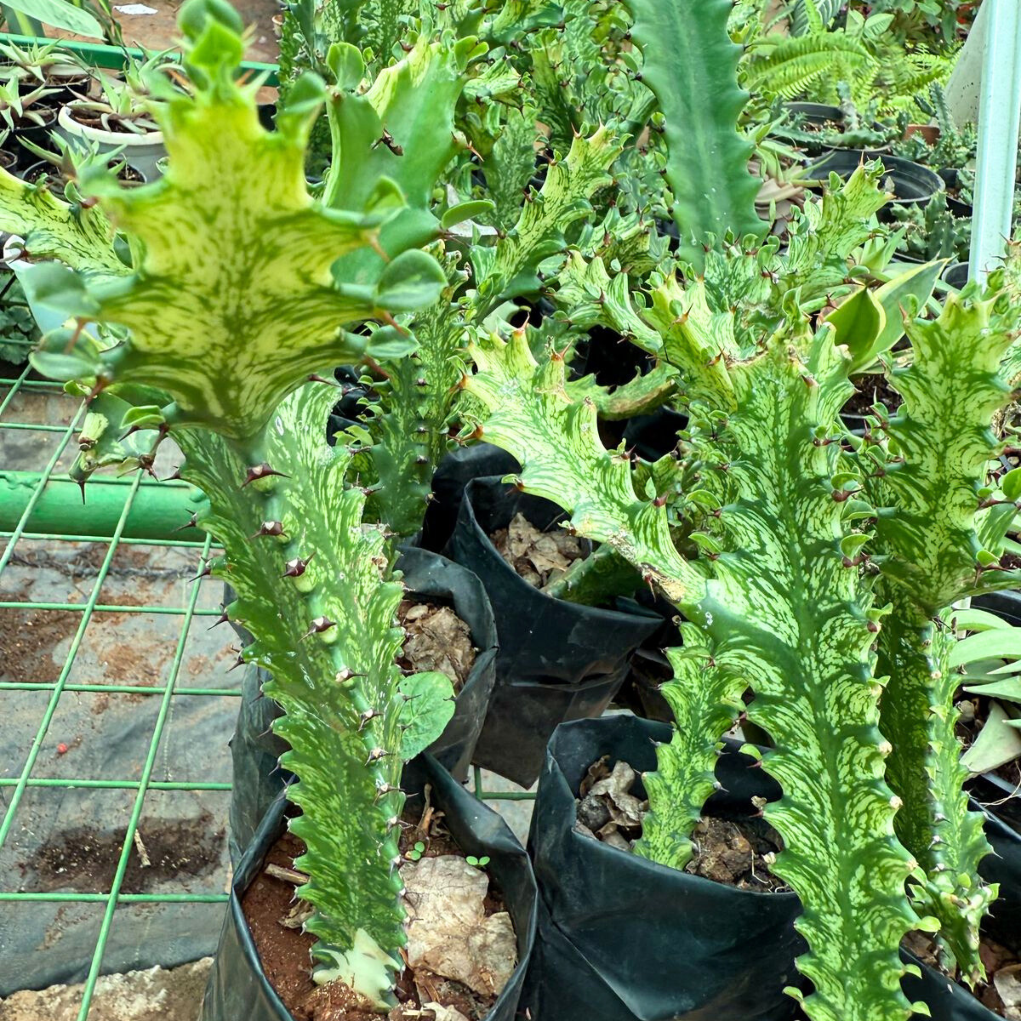 Euphorbia Lactea Variegated Cactus Live Plant