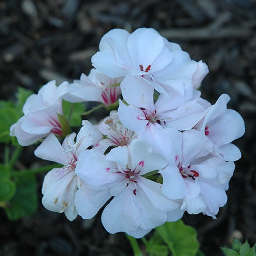 Geranium Ivy White Creeper/Climber Flowering Live Plant