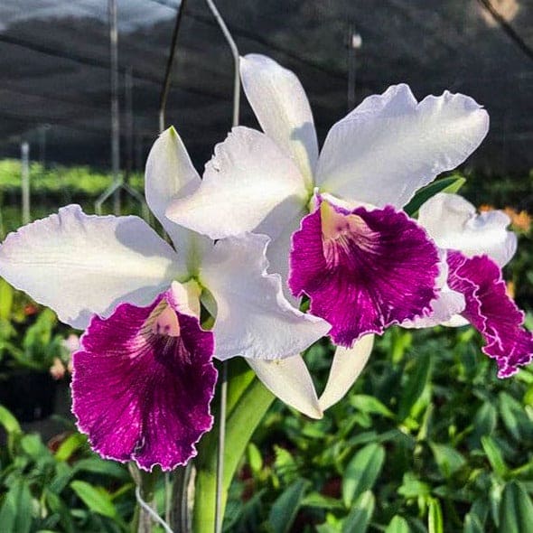 Cattleya Purperata X Mem Robert Strait Danvinci