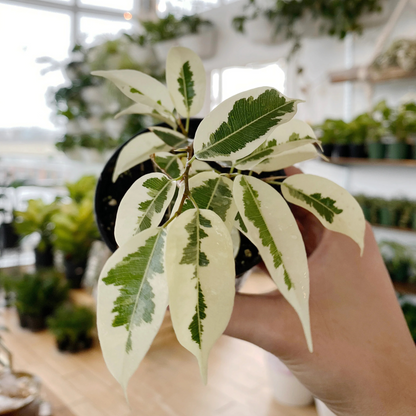 Ficus Benjamina Variegated (Weeping Fig / Ficus Benji) Live Plant