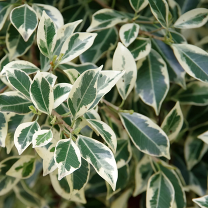 Ficus Benjamina Variegated (Weeping Fig / Ficus Benji) Live Plant