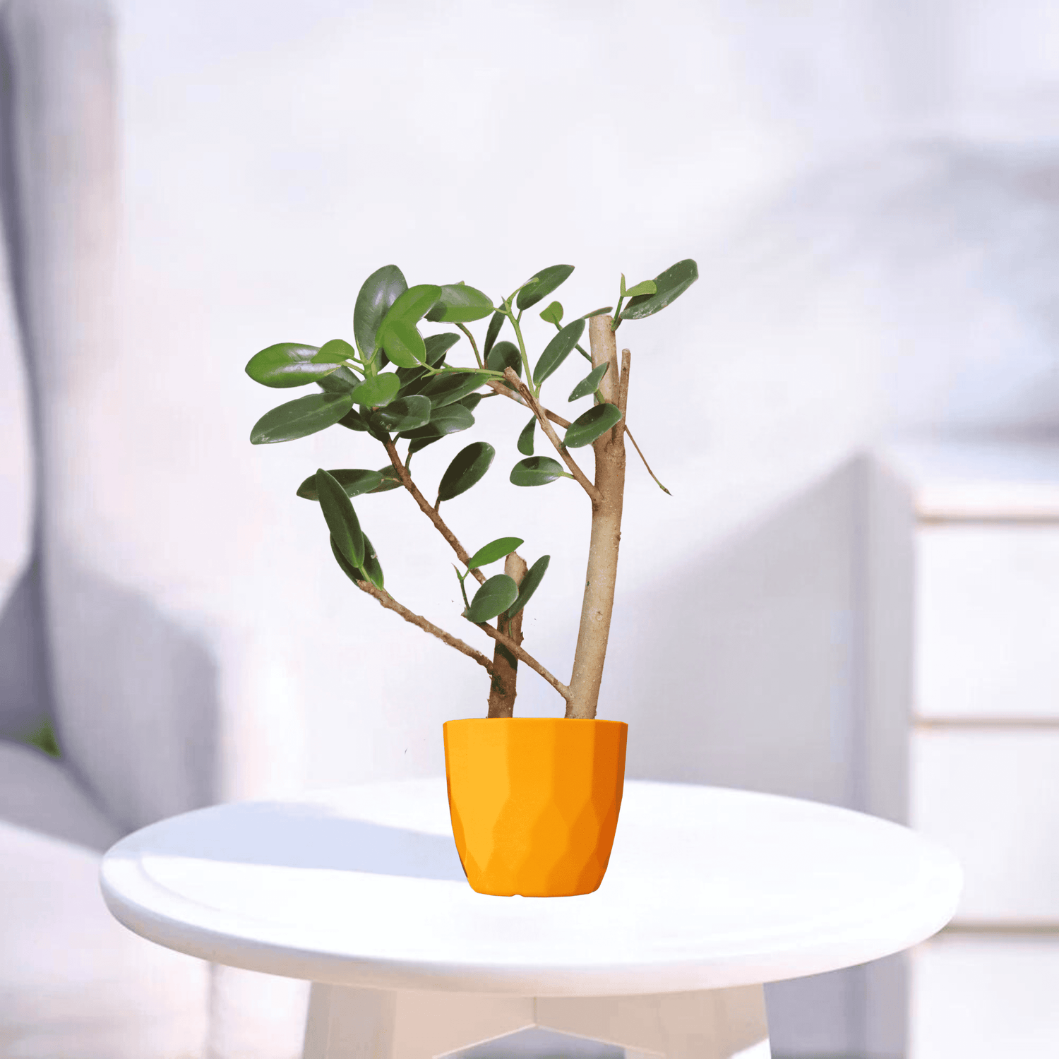 Ficus microcarpa | Indoor Plant