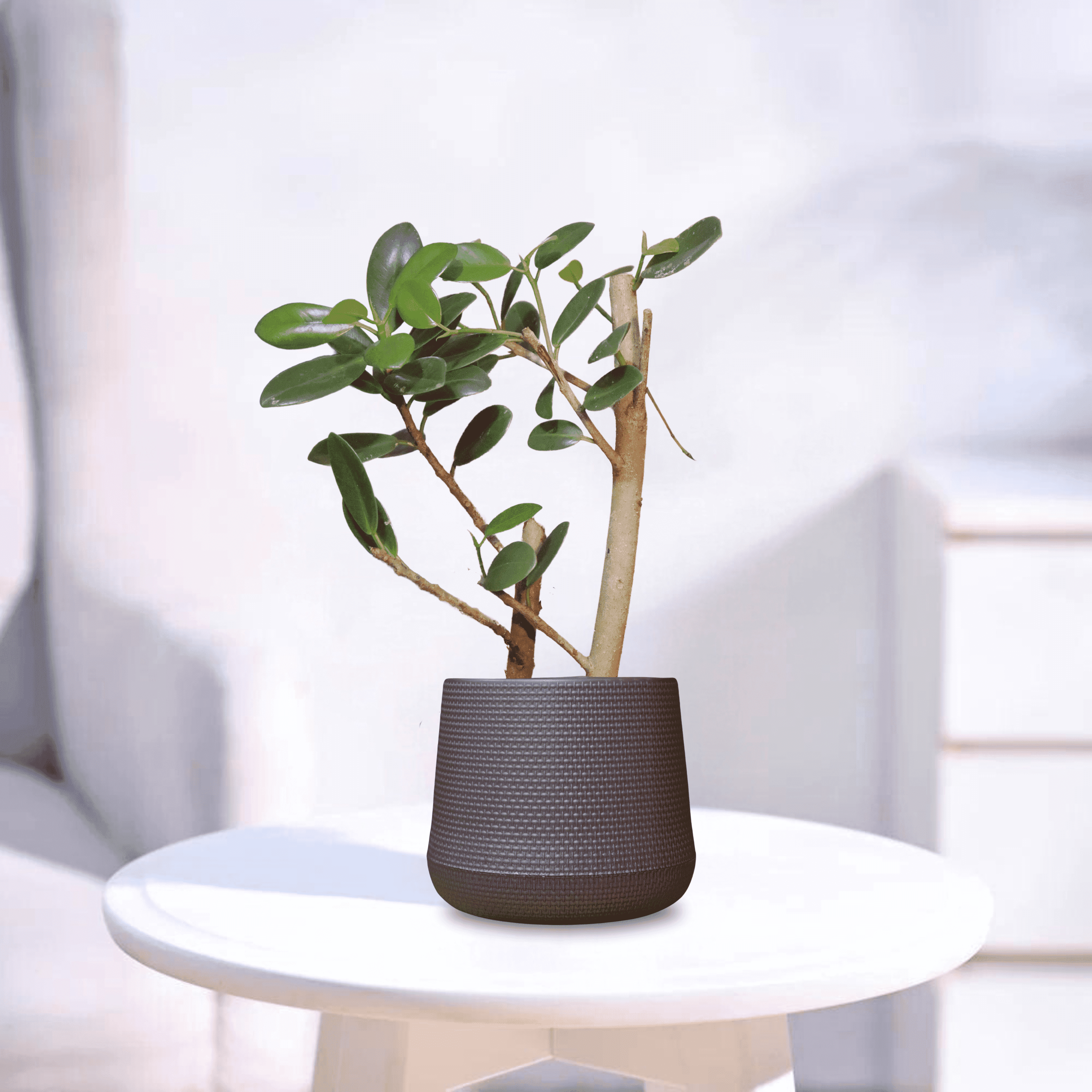 Ficus microcarpa | Indoor Plant