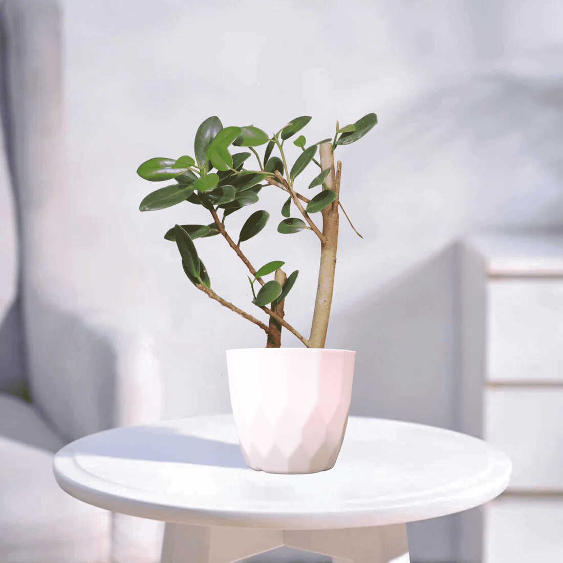 Ficus microcarpa | Indoor Plant