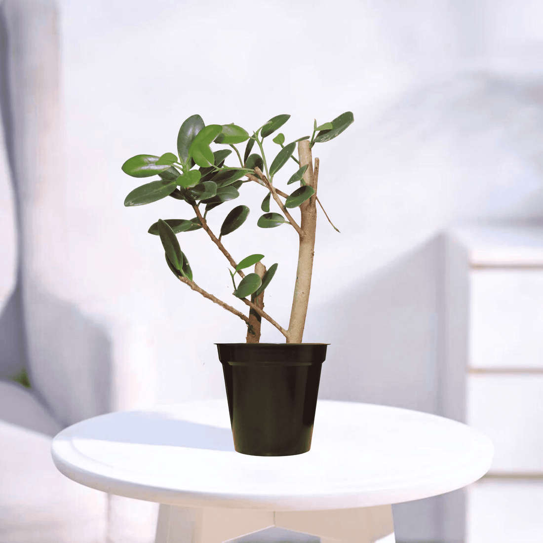 Ficus microcarpa | Indoor Plant