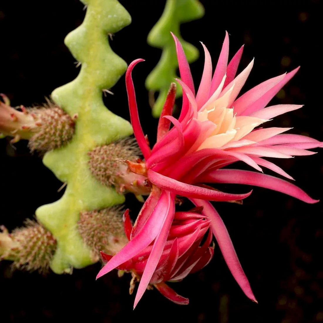 Fishbone (Epiphyllum anguliger) Cactus Live Plant