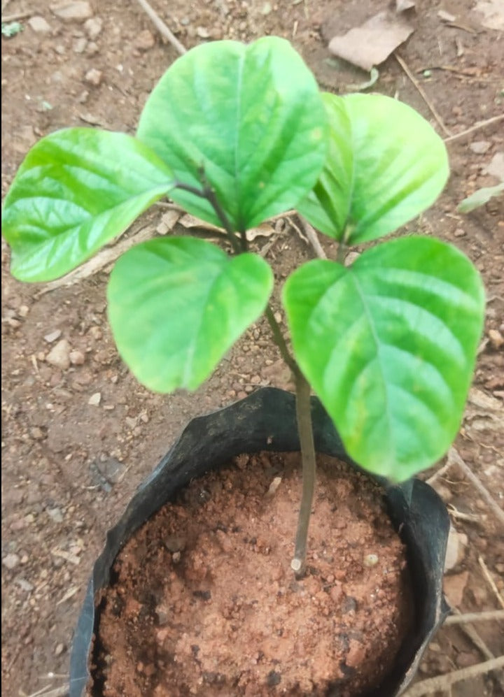 Flaming Glorybower Live Plant