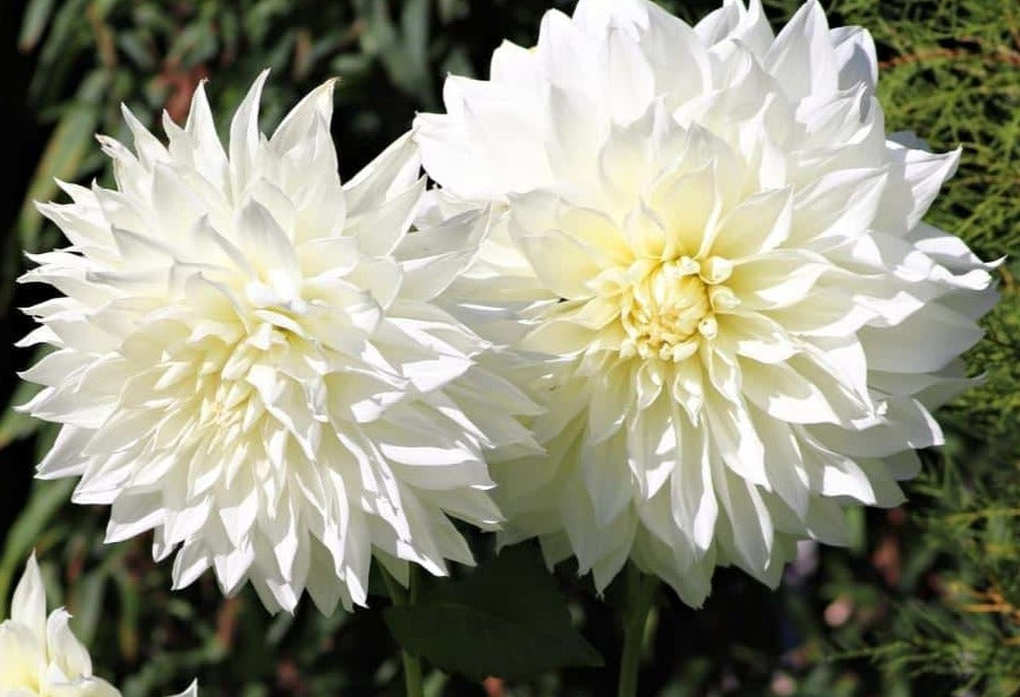 White Dahlia Flowering Live Plant