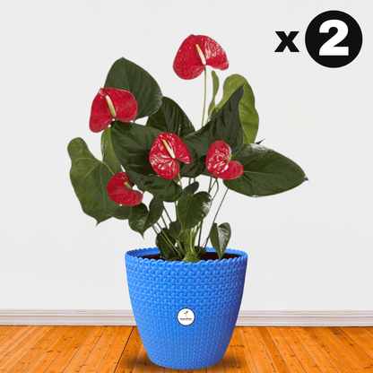 Flora Indoor Plastic Pot (with Inner Pot) - Blue Colour