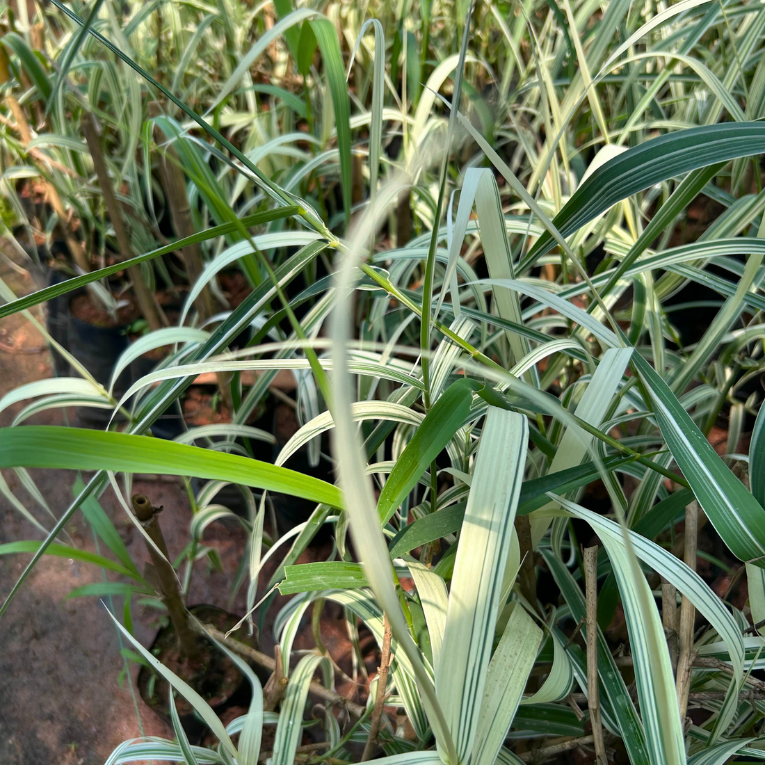 Fountain Grass Variegated (Pennisetum setaceum) Ornamental Live Plant