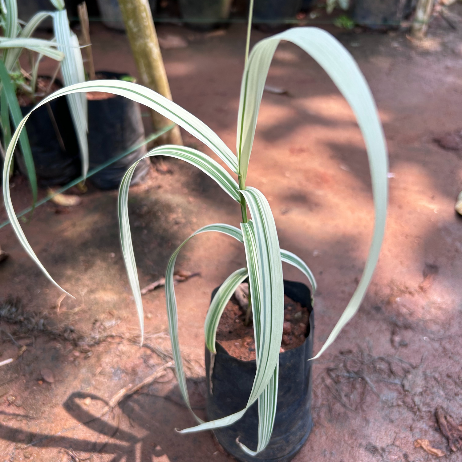 Fountain Grass Variegated (Pennisetum setaceum) Ornamental Live Plant