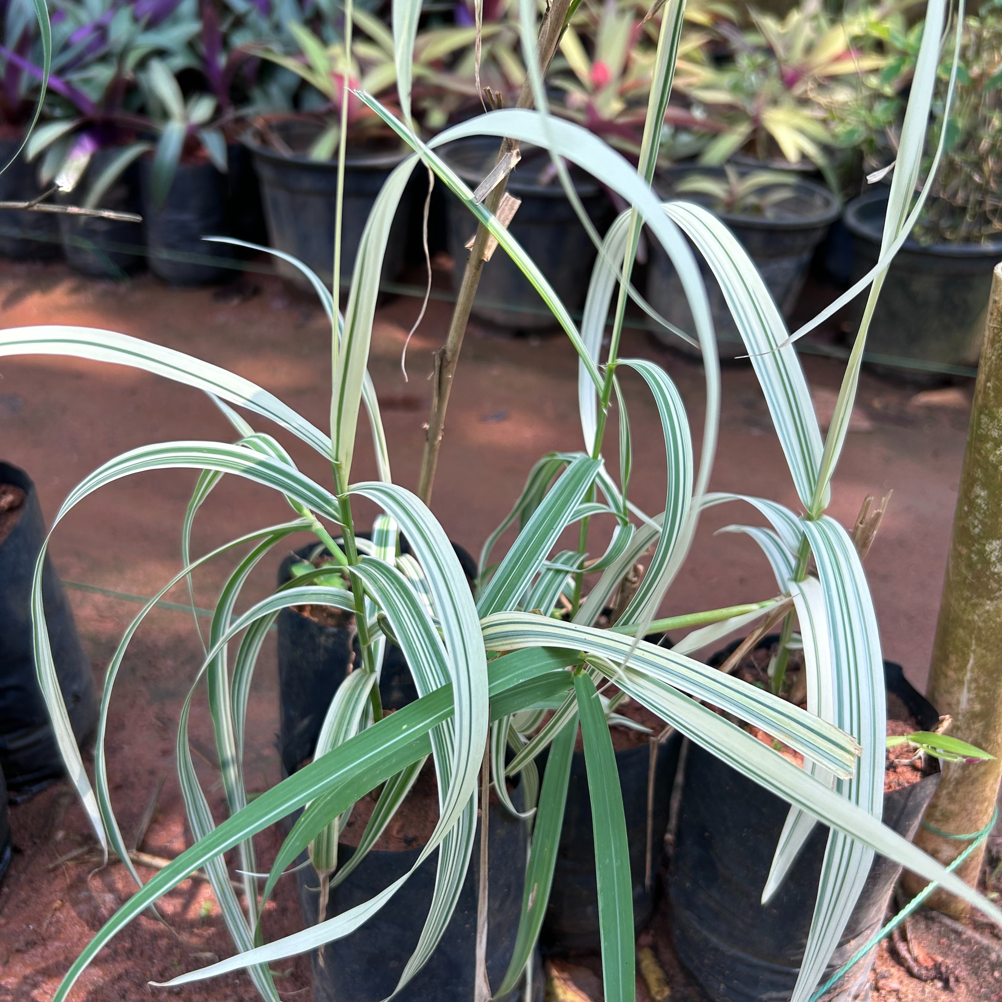 Fountain Grass Variegated (Pennisetum setaceum) Ornamental Live Plant