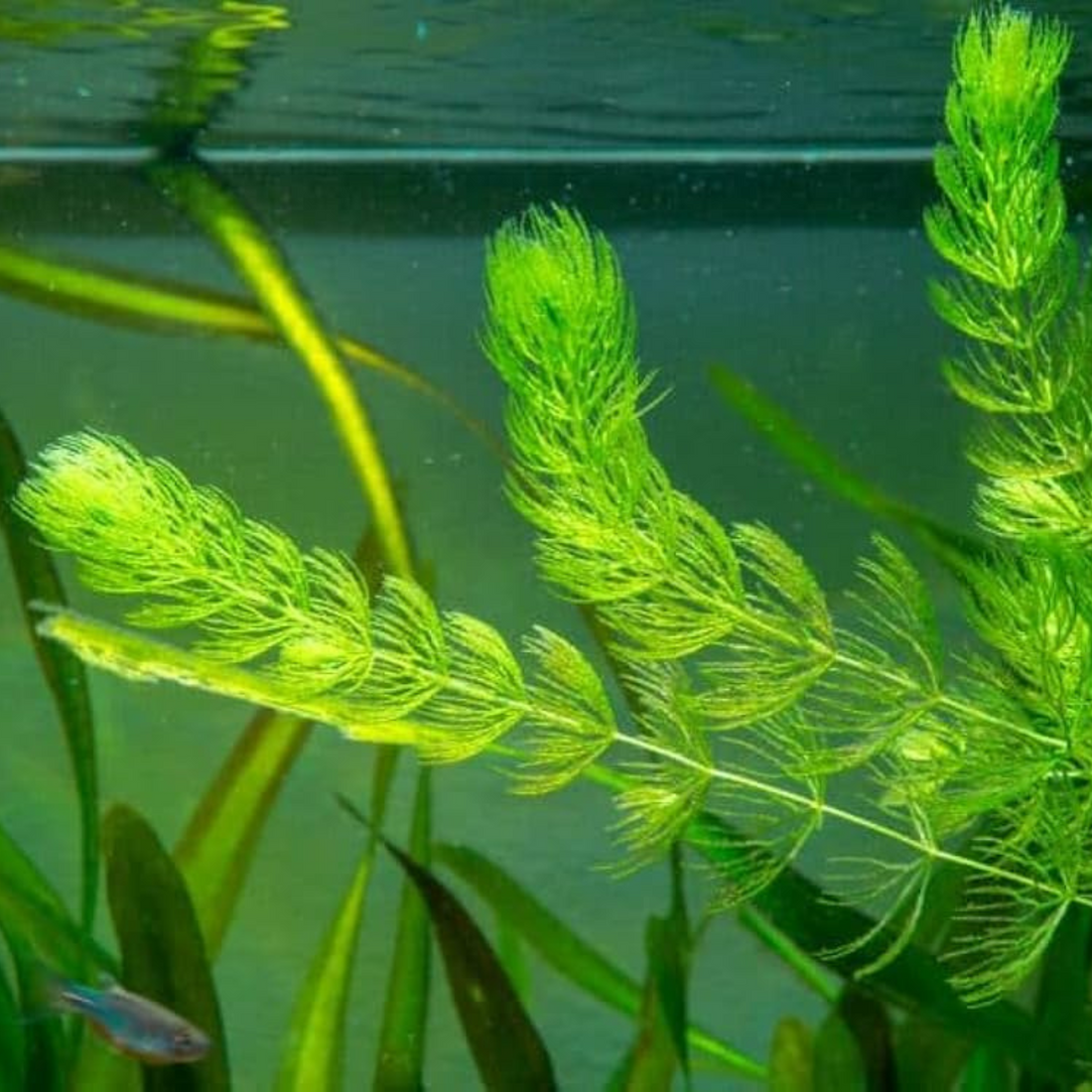 Foxtail (Ceratophyllum demersum) Aquarium Live Plant