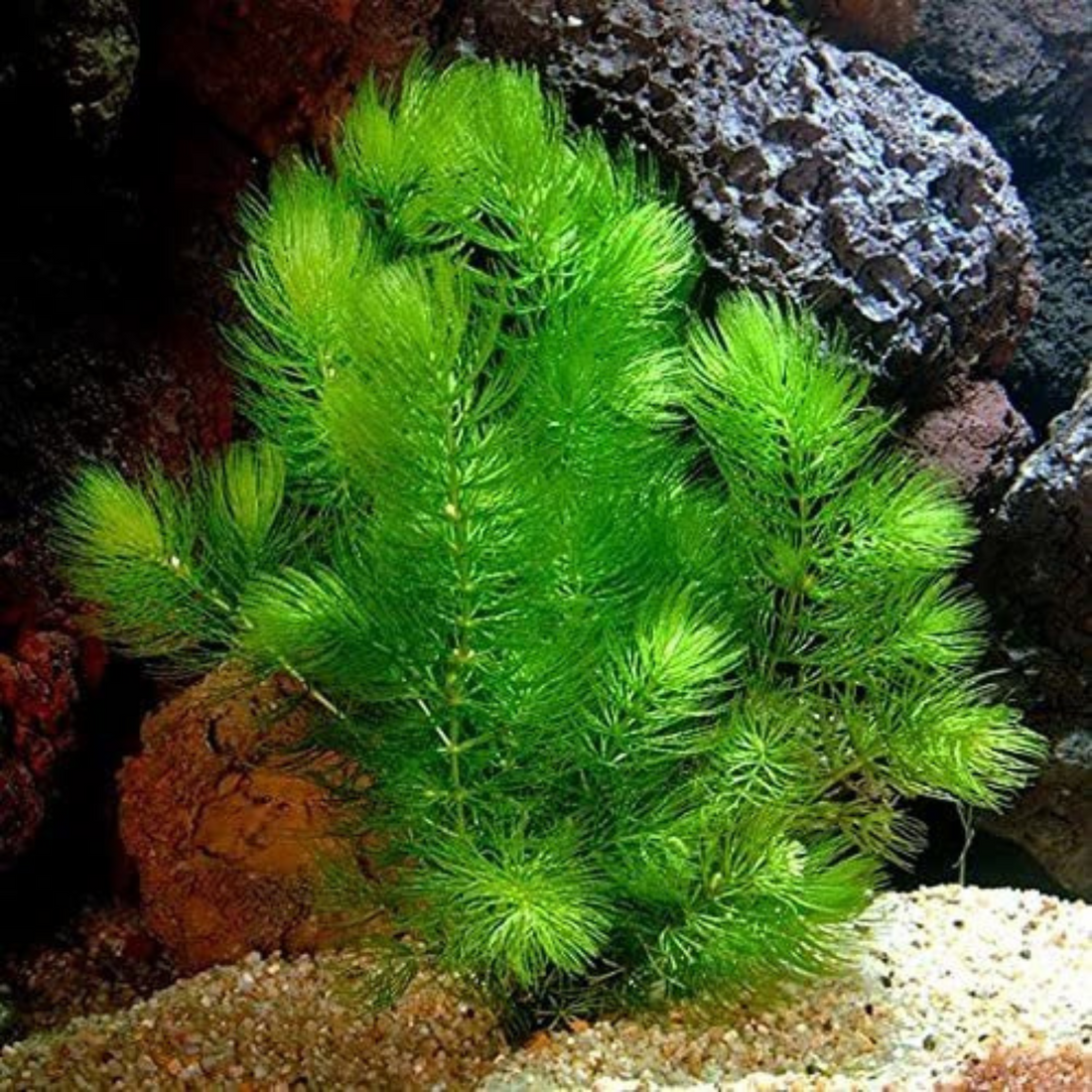 Foxtail (Ceratophyllum demersum) Aquarium Live Plant