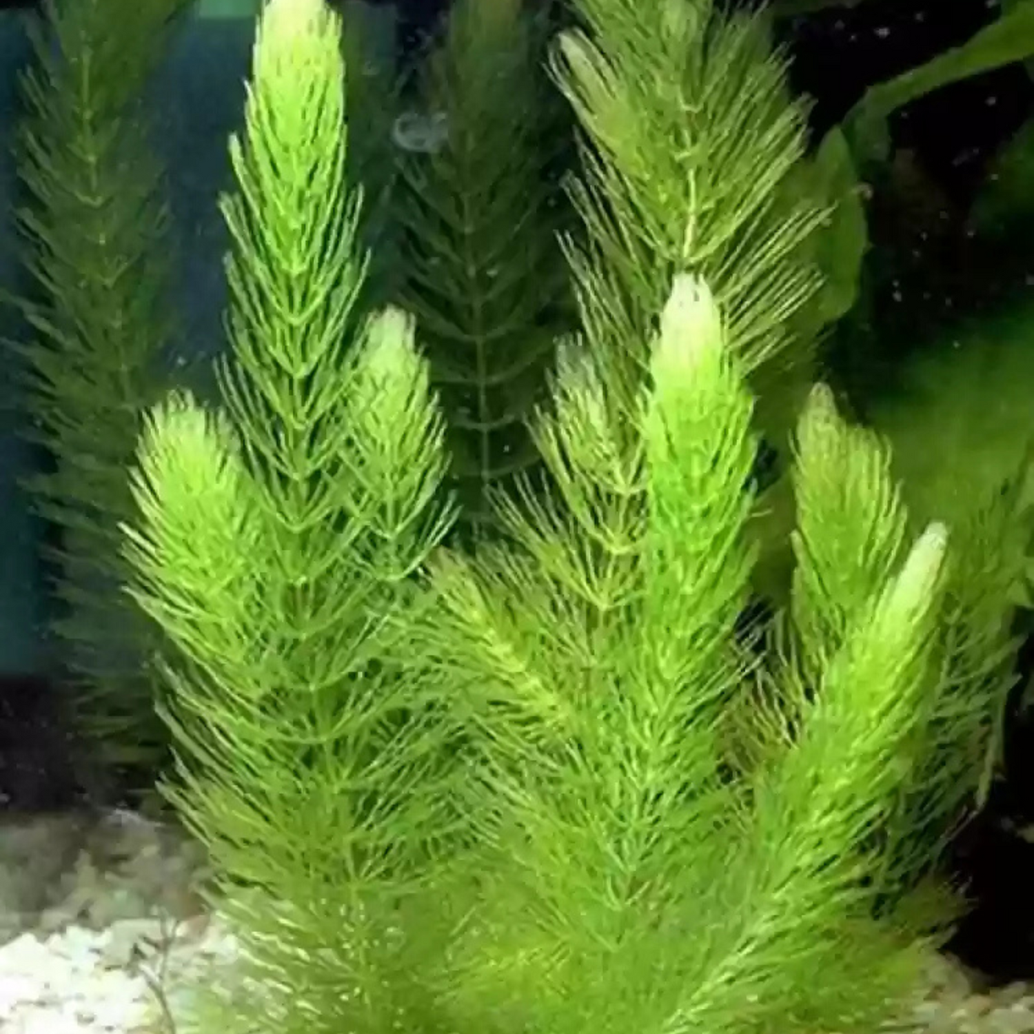 Foxtail (Ceratophyllum demersum) Aquarium Live Plant