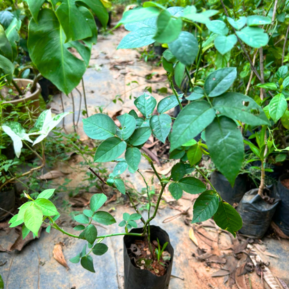 Fragrant Angela Climbing Rose Live Plant