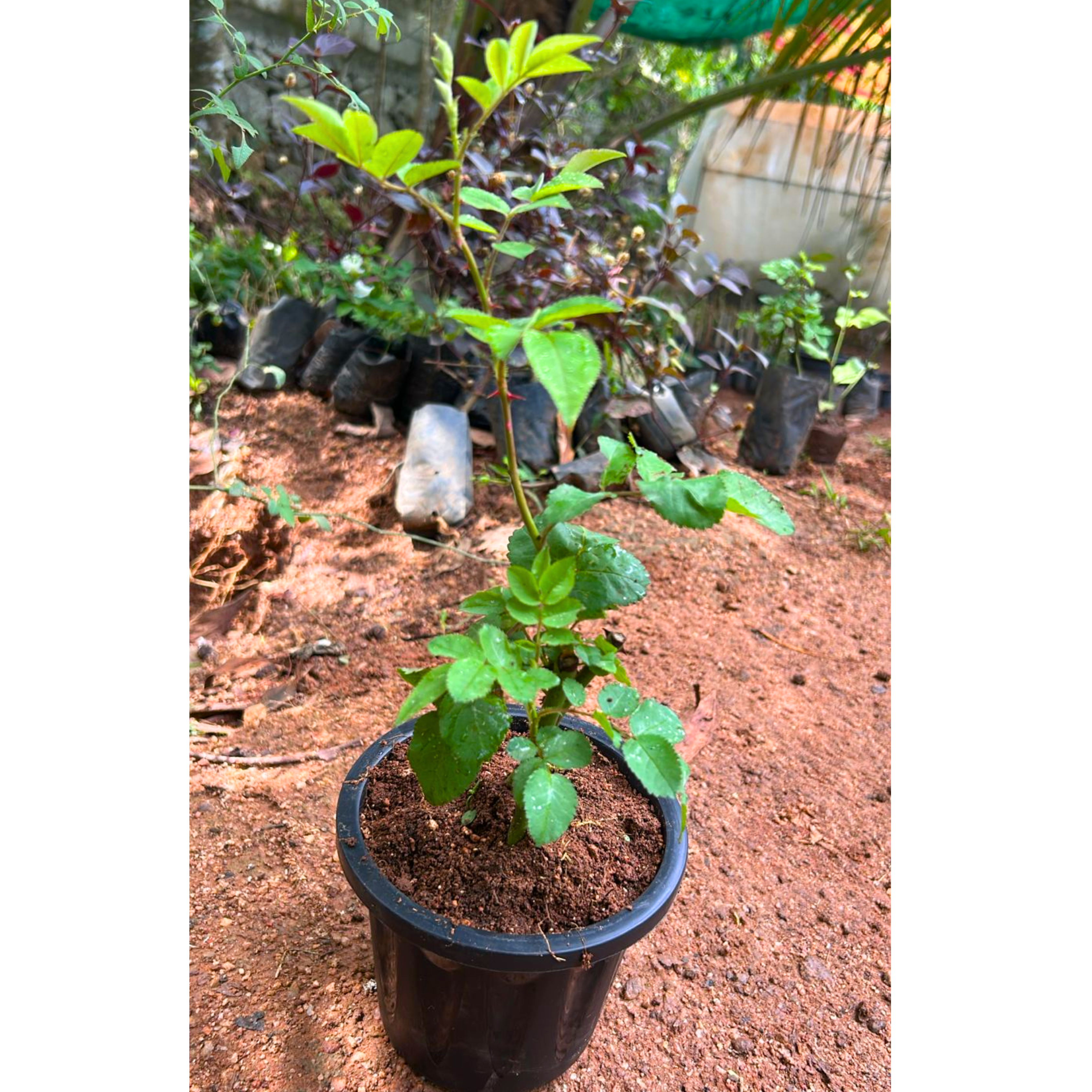 Fragrant Don Juan Red Creeper/Climber Rose Rare Live Plant