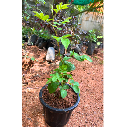 Fragrant Don Juan Red Creeper/Climber Rose Rare Live Plant