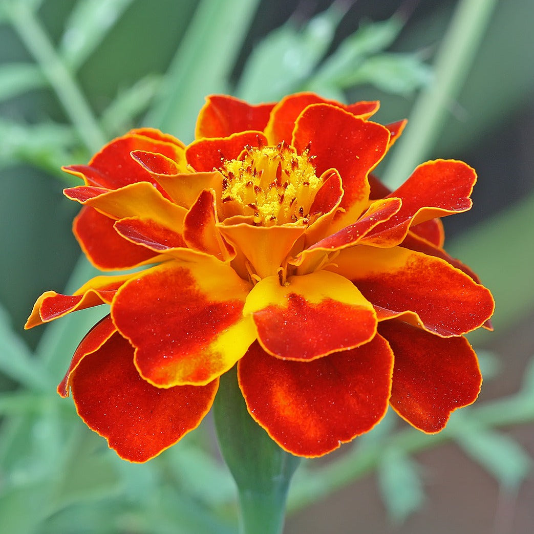 French Marigold (Tagetes patula) All Time Flowering Live Plant