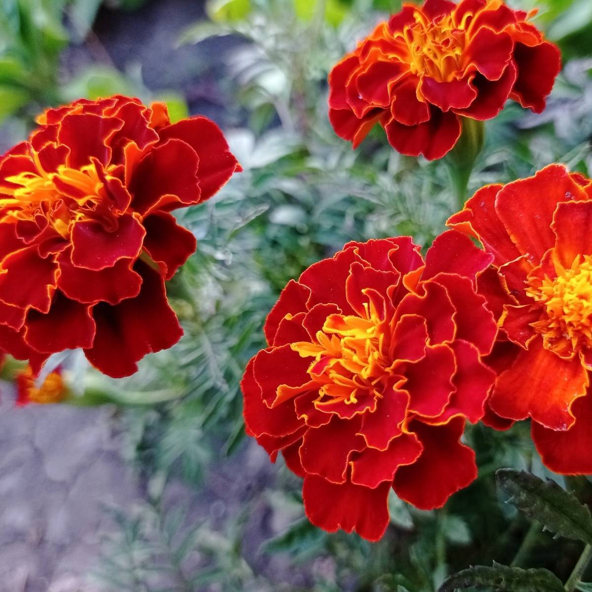 French Marigold (Tagetes patula) All Time Flowering Live Plant