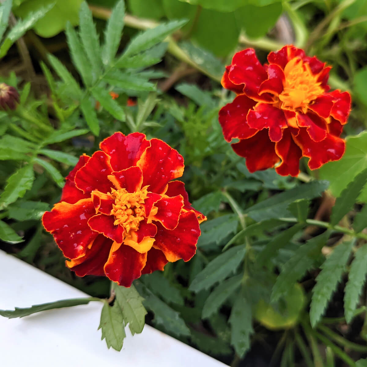 French Marigold (Tagetes patula) All Time Flowering Live Plant