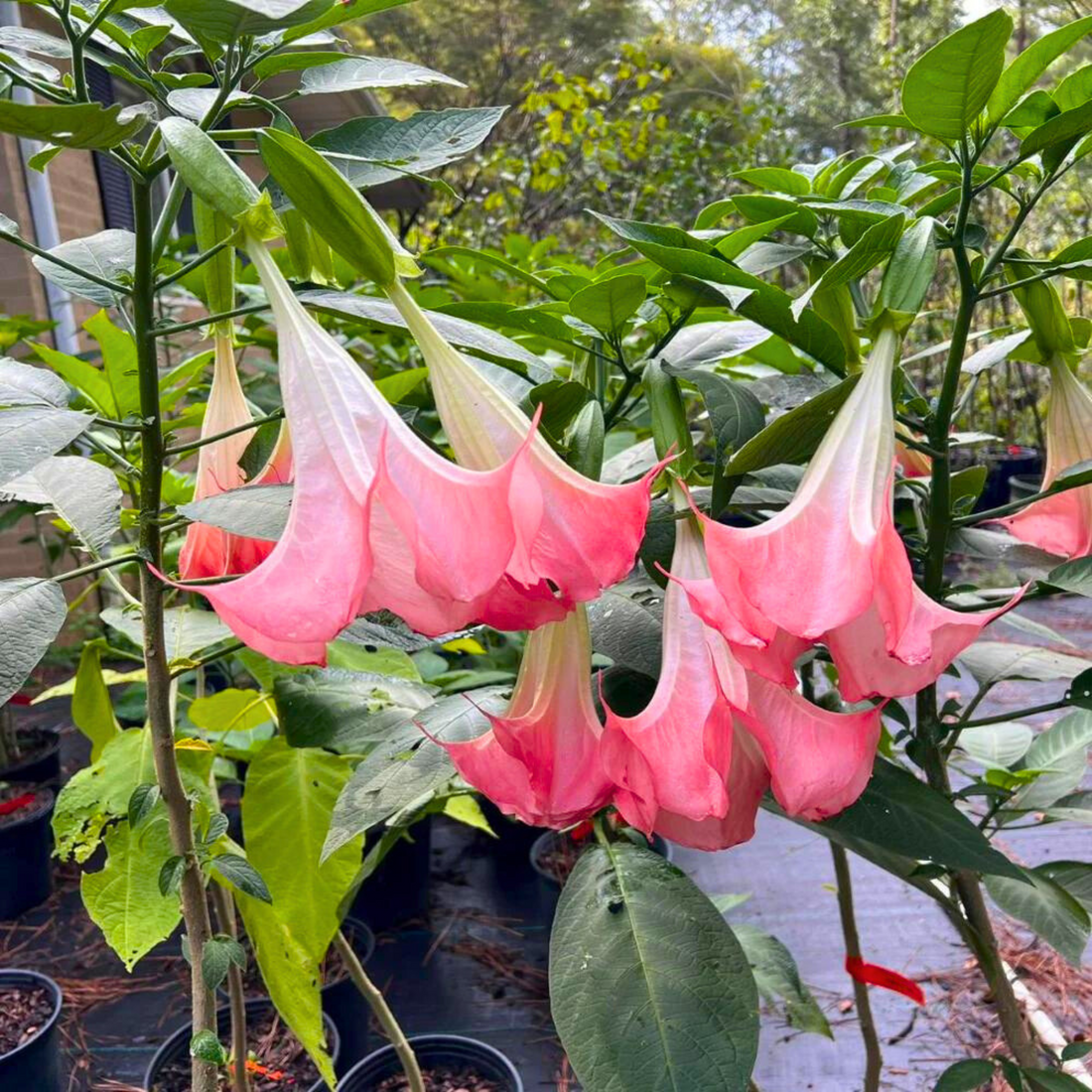 Frosty Pink (Angel trumpet) Flowering Live Plant