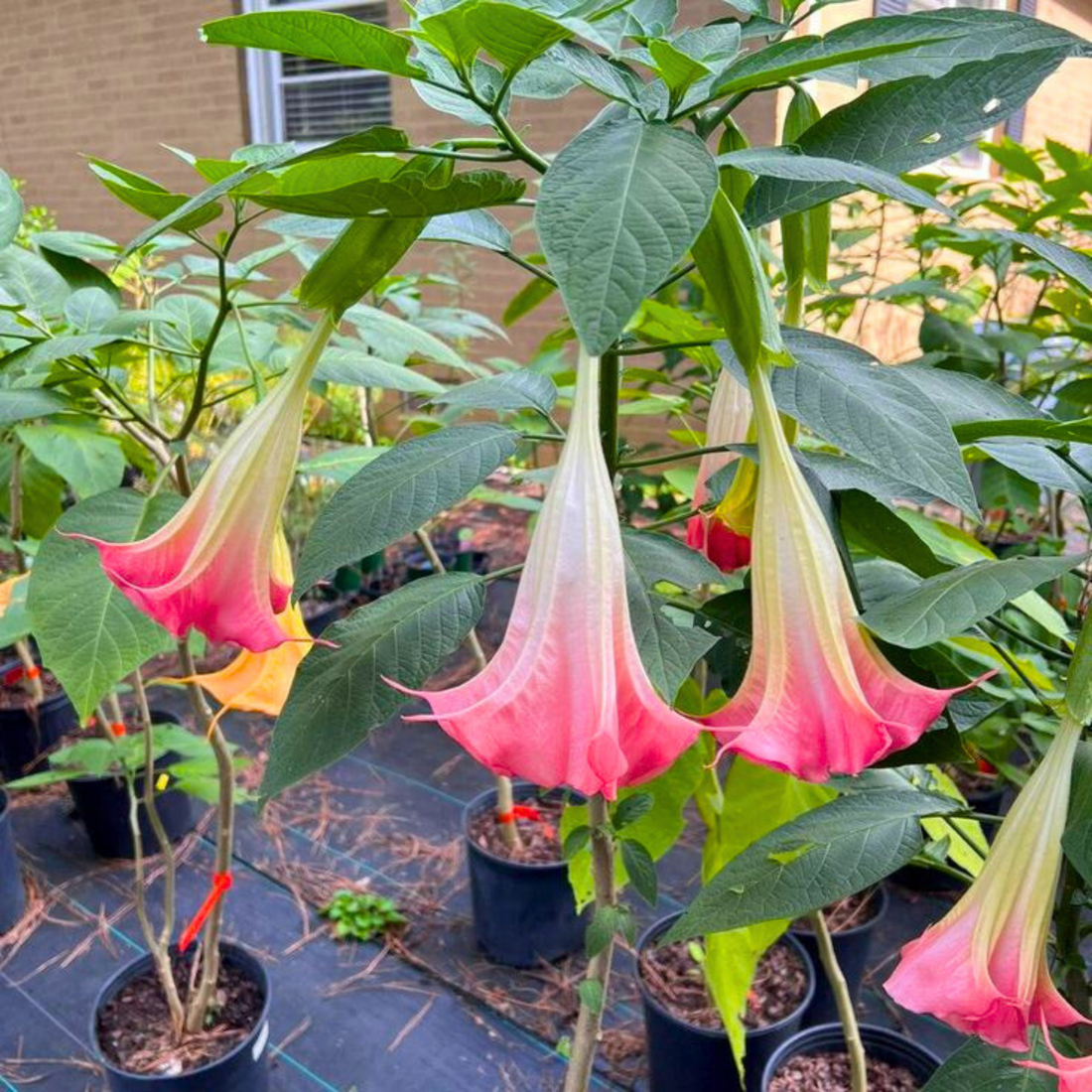 Frosty Pink (Angel trumpet) Flowering Live Plant