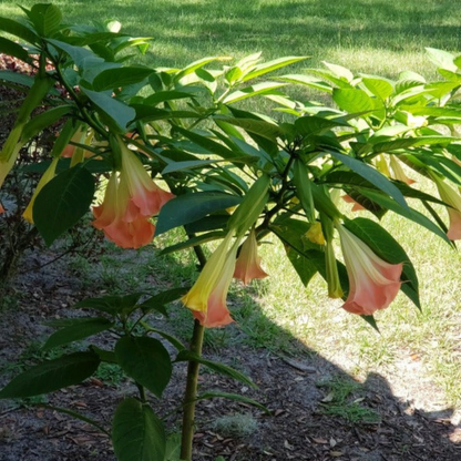 Frosty Pink (Angel trumpet) Flowering Live Plant