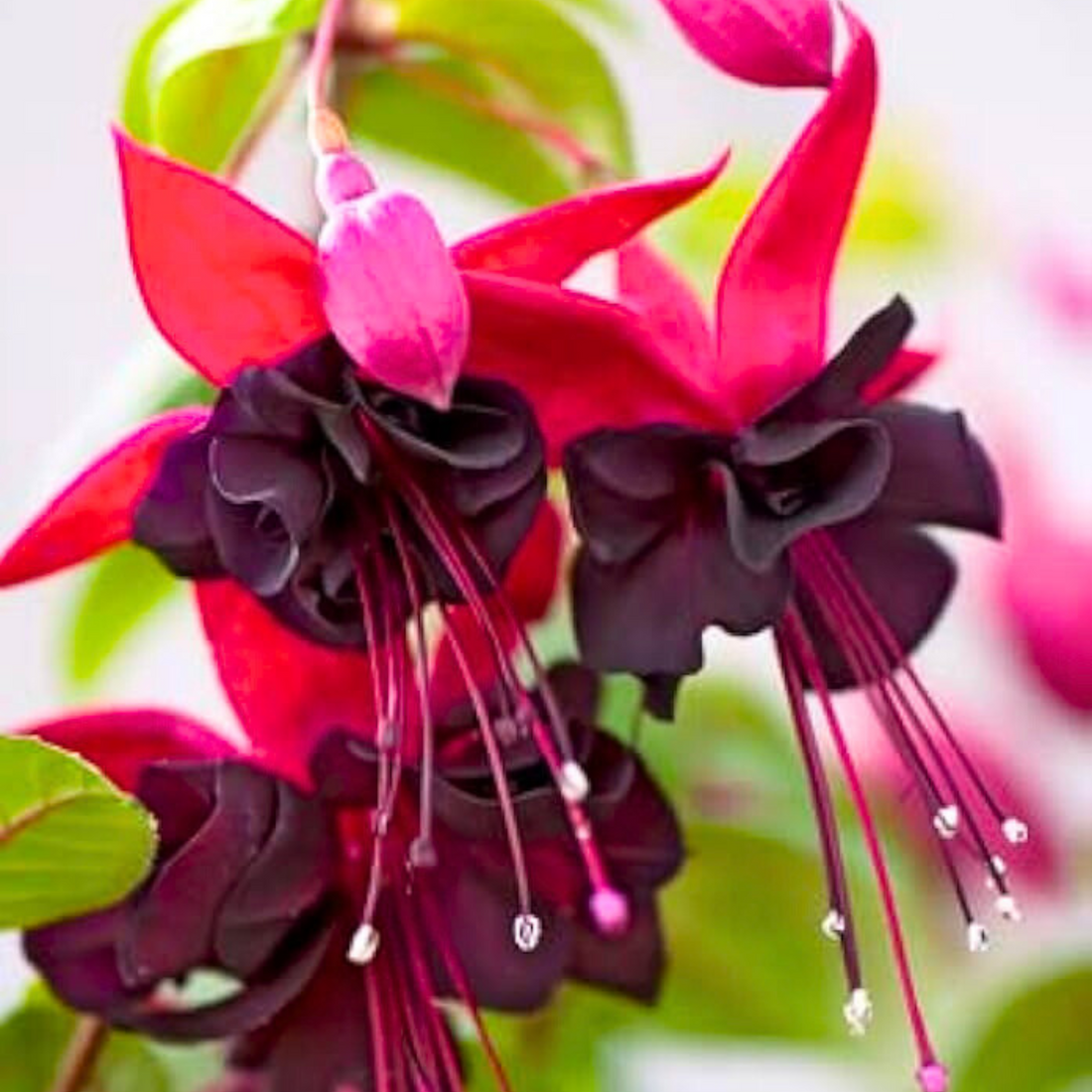 Fuchsia Magenta (Fuchsia magellanica) Fragrant Rare All Time Flowering Live Plant