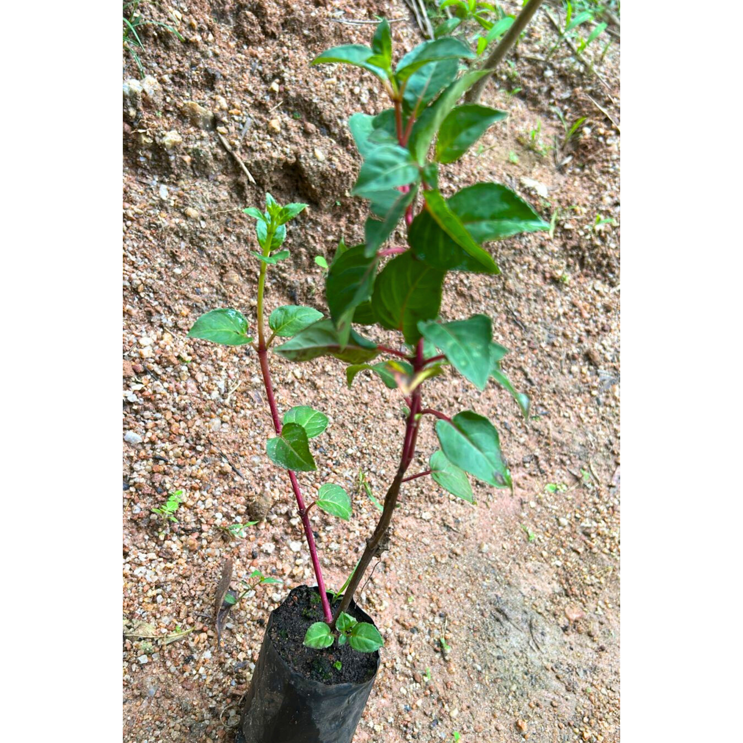 Fuchsia Magenta (Fuchsia magellanica) Fragrant Rare All Time Flowering Live Plant