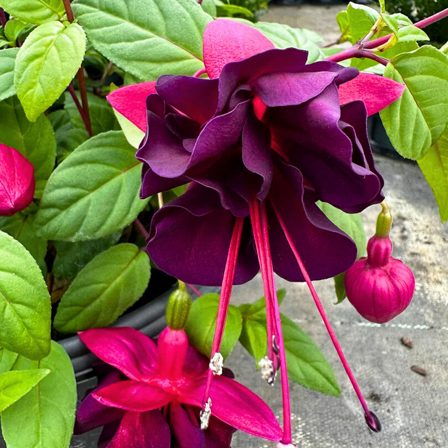 Fuchsia Magenta (Fuchsia magellanica) Fragrant Rare All Time Flowering Live Plant