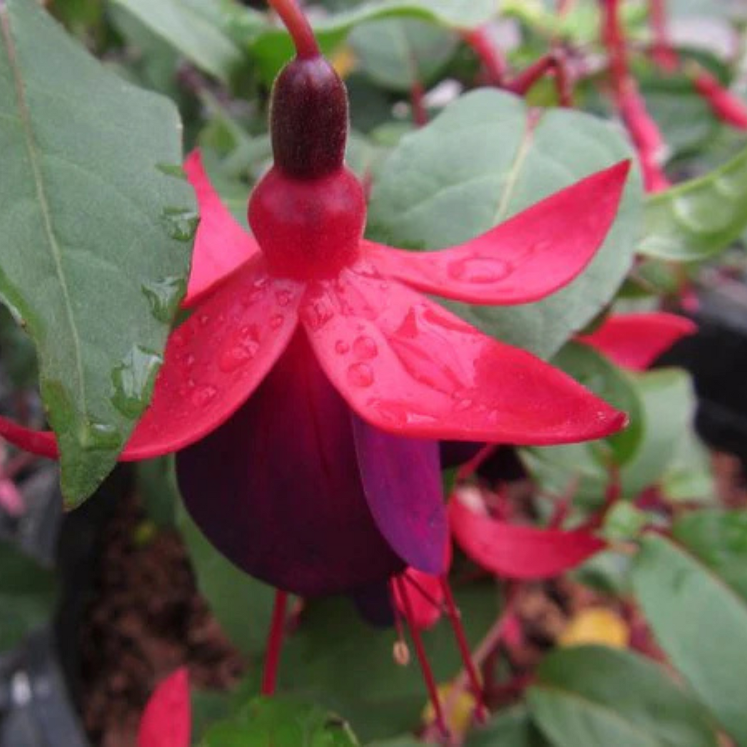 Fuchsia Magenta (Fuchsia magellanica) Fragrant Rare All Time Flowering Live Plant