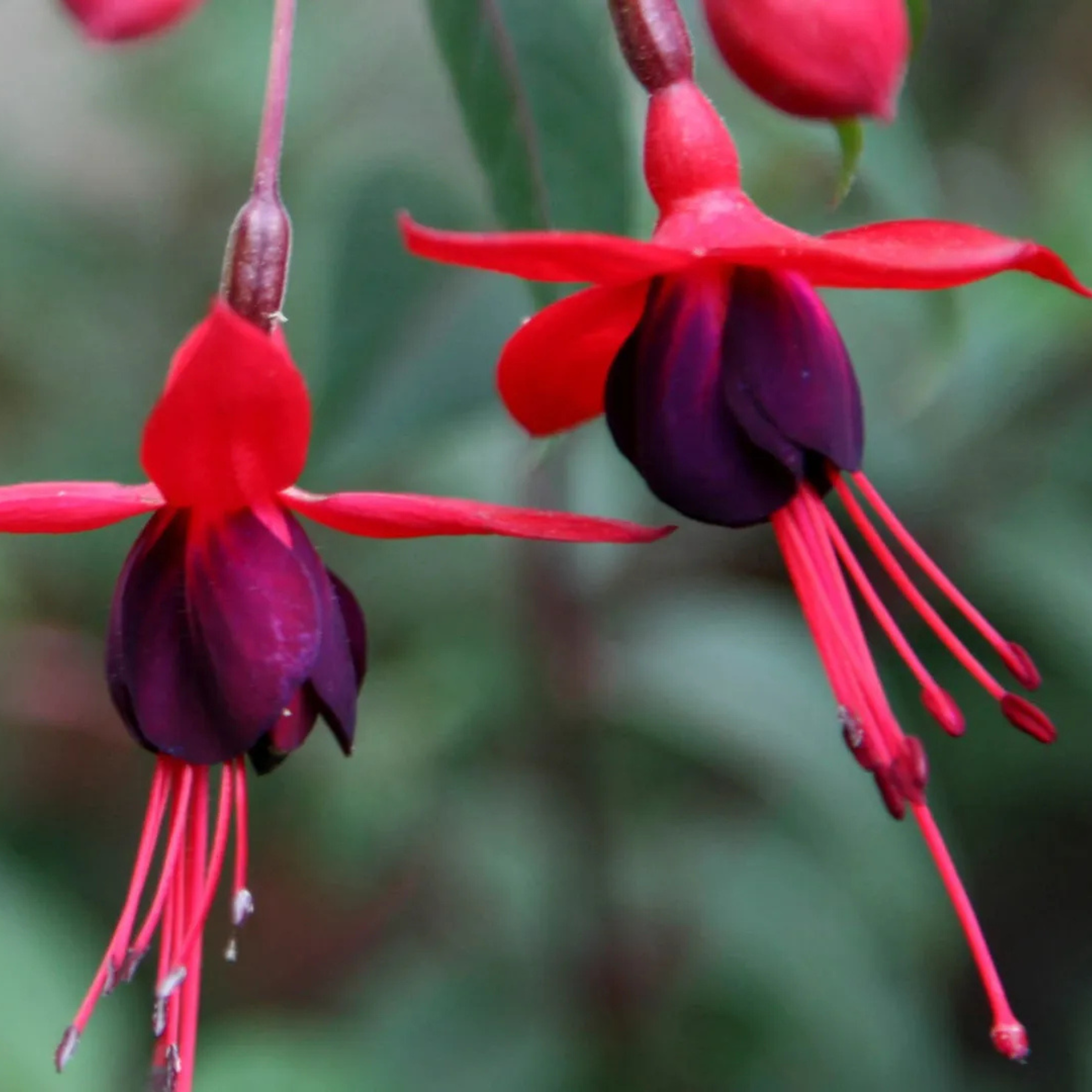 Fuchsia Magenta (Fuchsia magellanica) Fragrant Rare All Time Flowering Live Plant