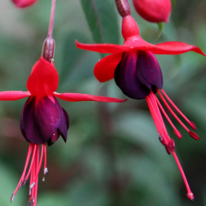 Fuchsia Magenta (Fuchsia magellanica) Fragrant Rare All Time Flowering Live Plant