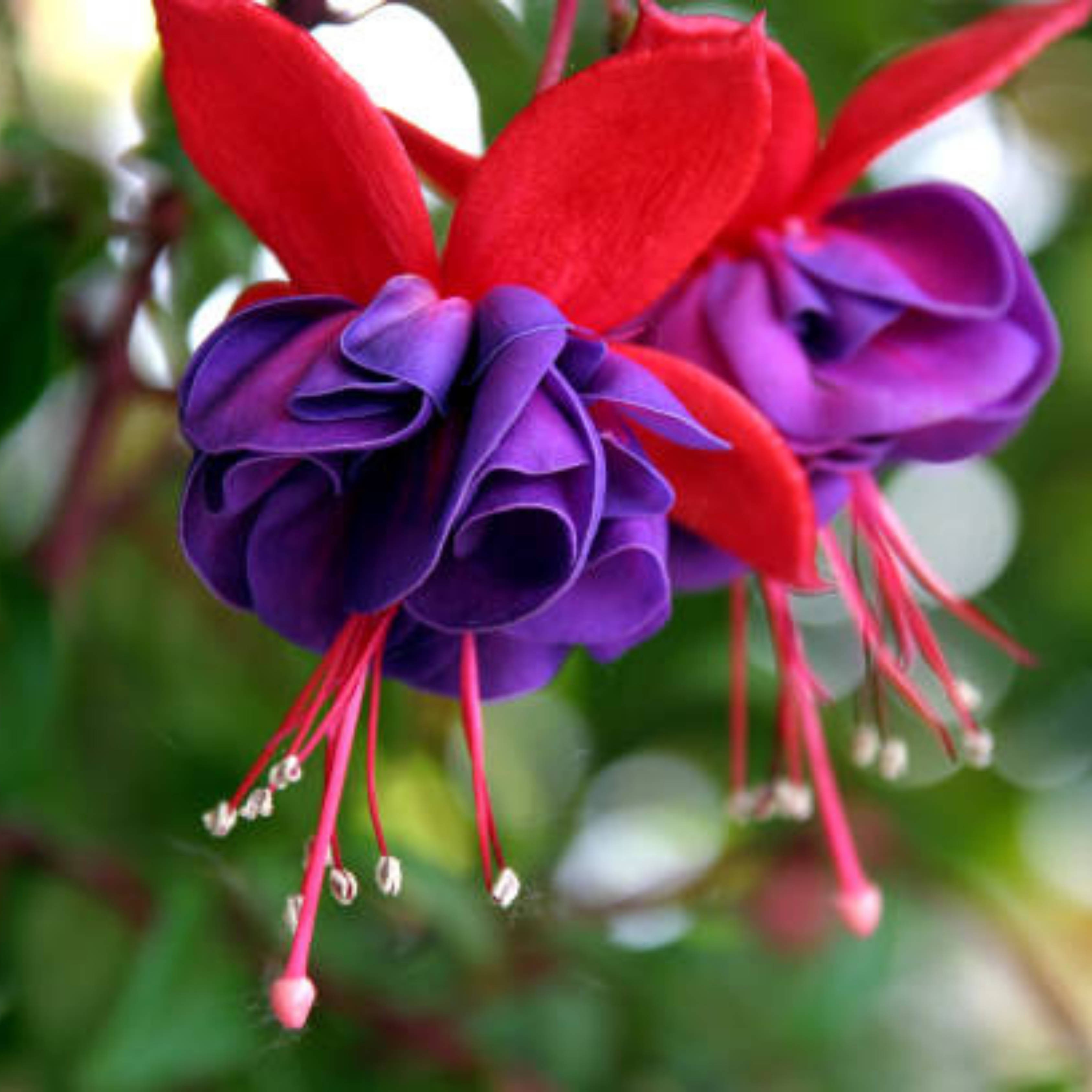 Fuchsia Purple (Fuchsia magellanica) Fragrant Rare All Time Flowering Live Plant