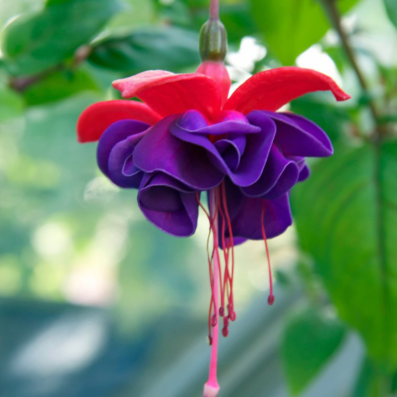 Fuchsia Purple (Fuchsia magellanica) Fragrant Rare All Time Flowering Live Plant