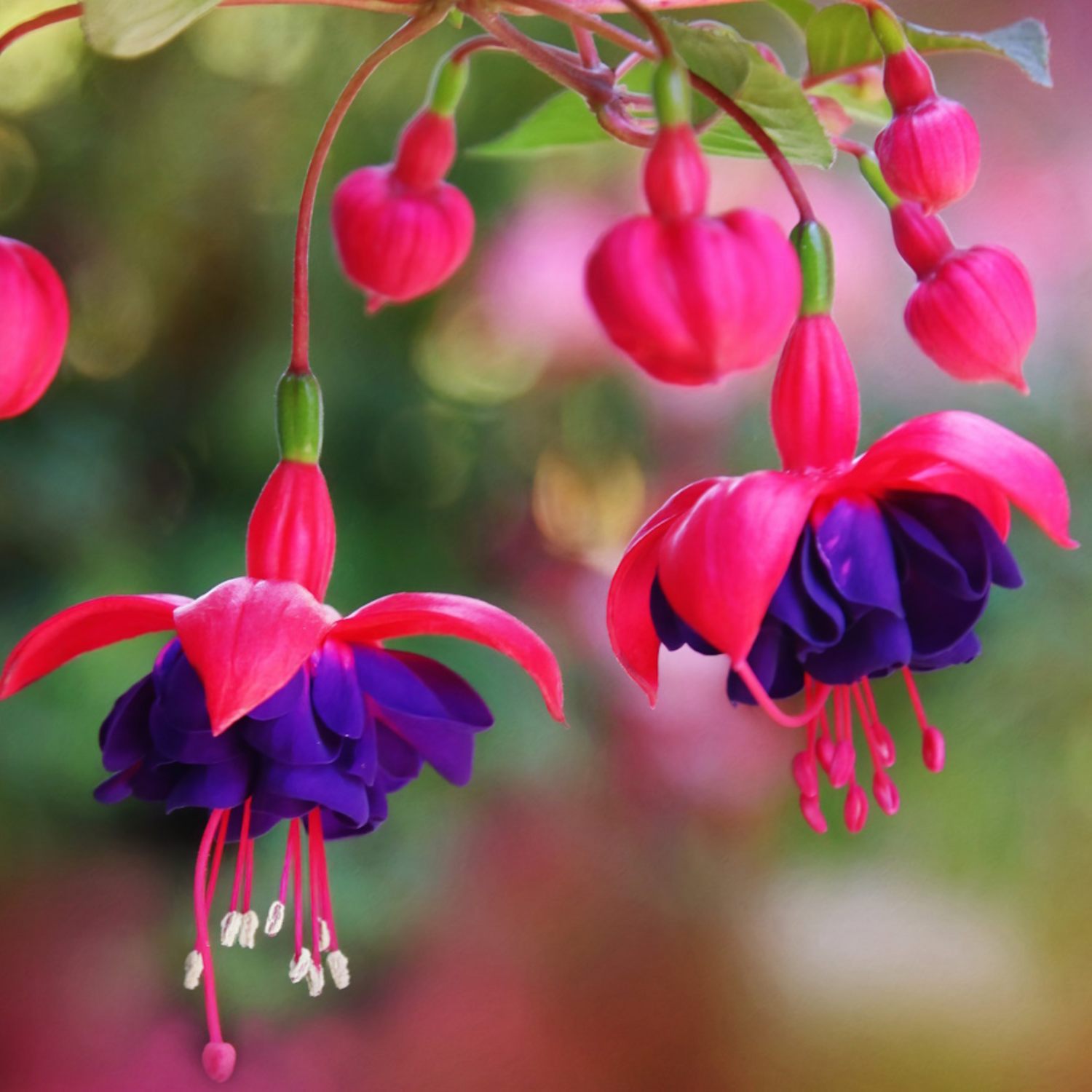 Fuchsia Purple (Fuchsia magellanica) Fragrant Rare All Time Flowering Live Plant