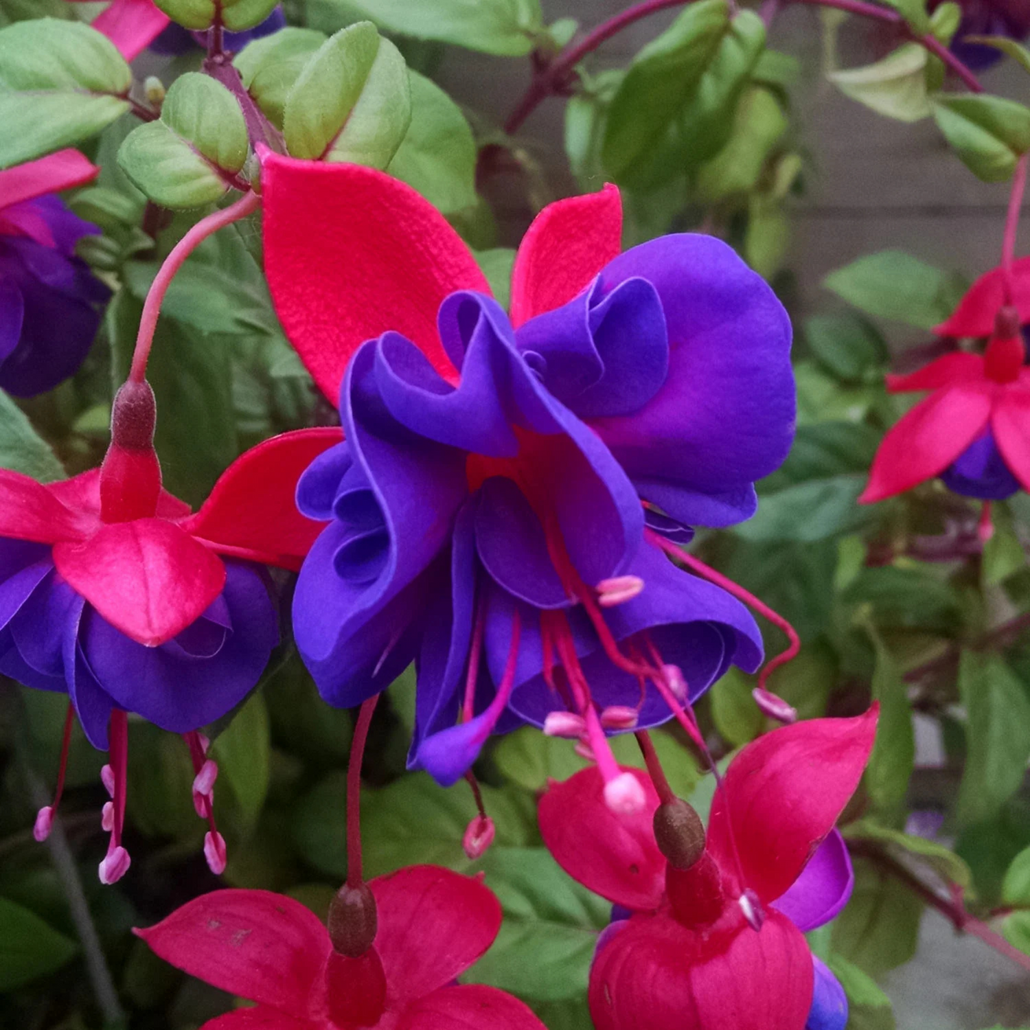 Fuchsia Purple (Fuchsia magellanica) Fragrant Rare All Time Flowering Live Plant