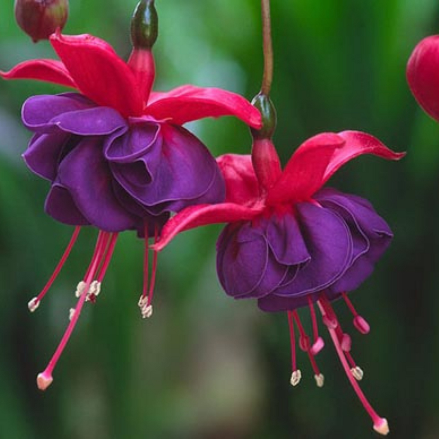 Fuchsia Purple (Fuchsia magellanica) Fragrant Rare All Time Flowering Live Plant