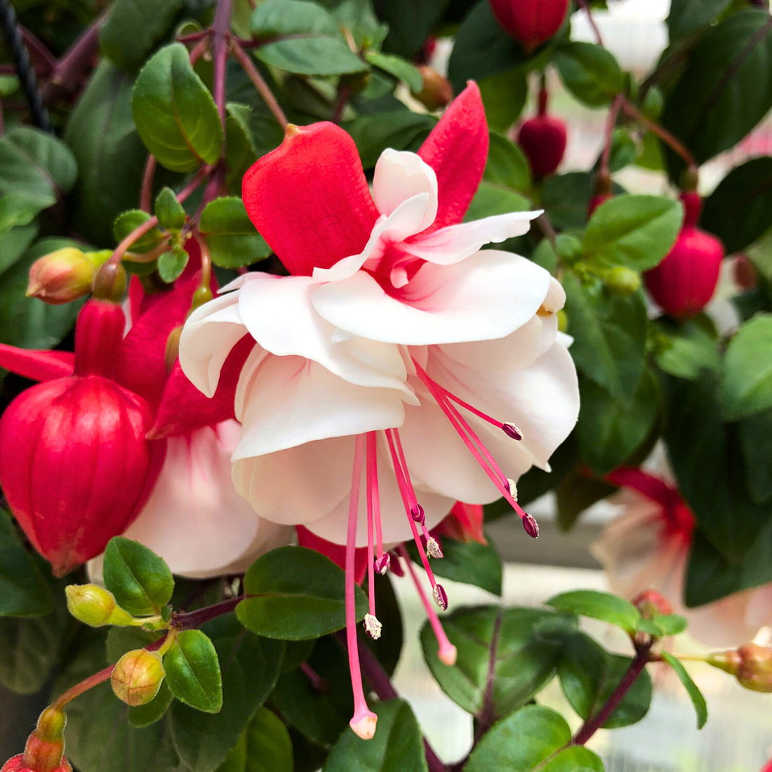 Fuchsia White (Fuchsia magellanica) Fragrant Rare All Time Flowering Live Plant