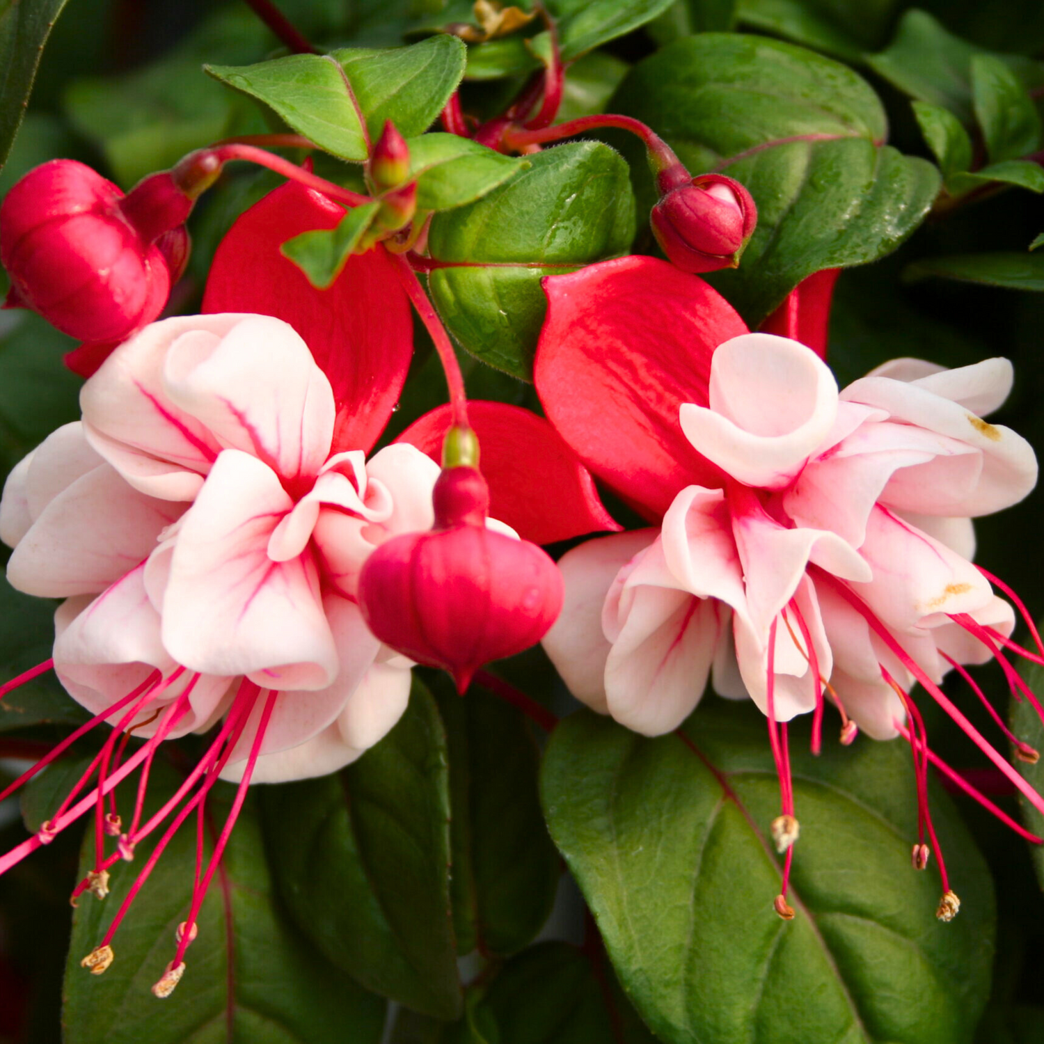 Fuchsia White (Fuchsia magellanica) Fragrant Rare All Time Flowering Live Plant