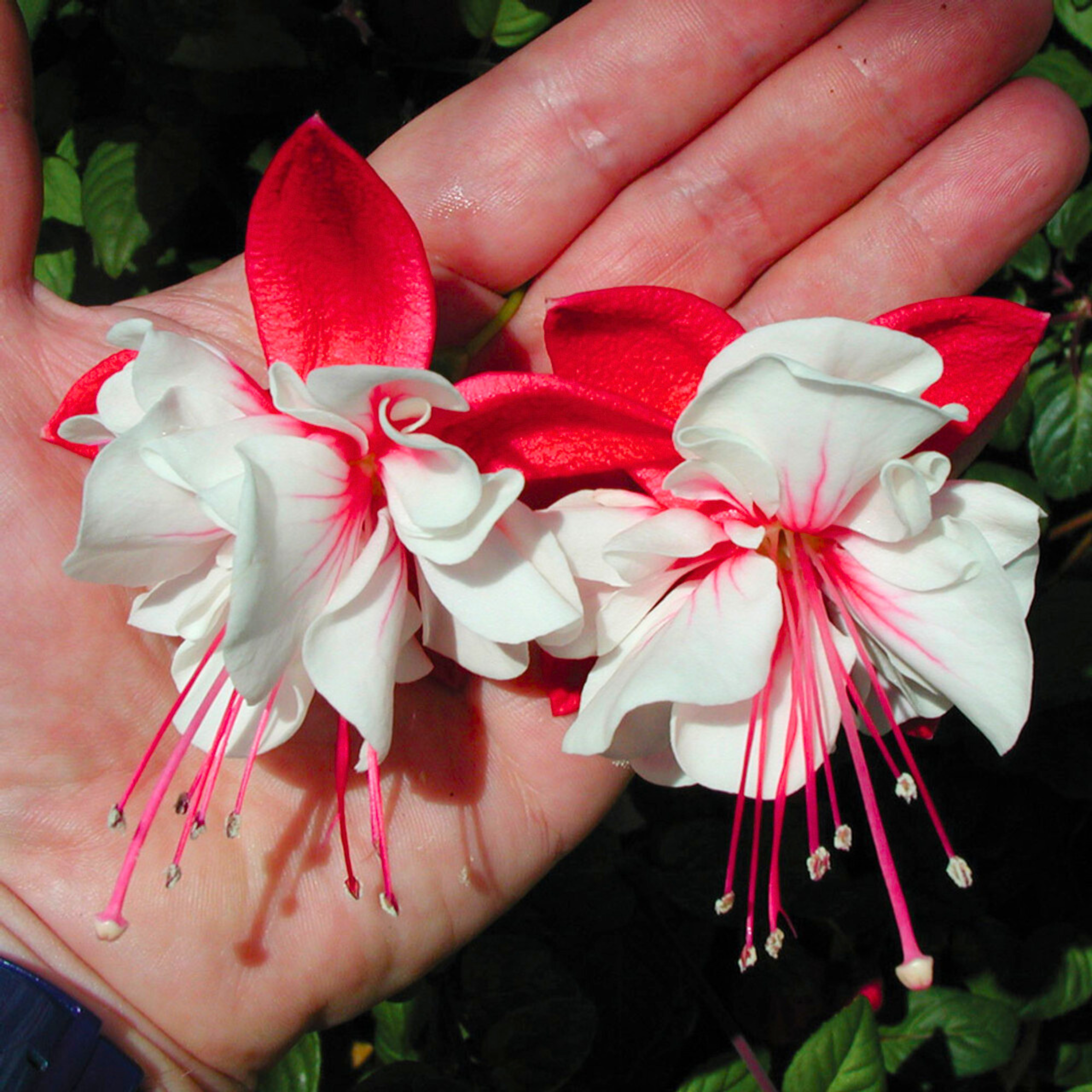 Fuchsia White (Fuchsia magellanica) Fragrant Rare All Time Flowering Live Plant