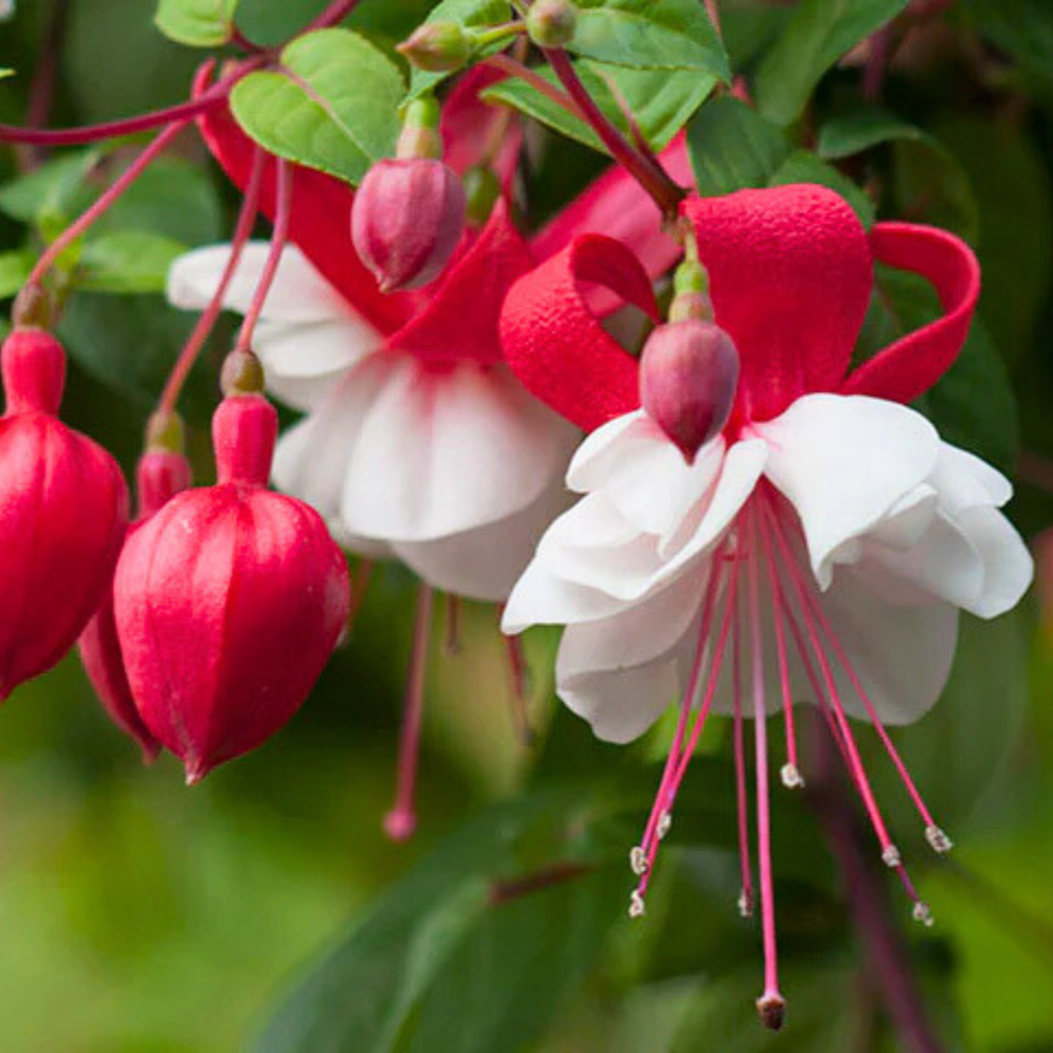 Fuchsia White (Fuchsia magellanica) Fragrant Rare All Time Flowering Live Plant