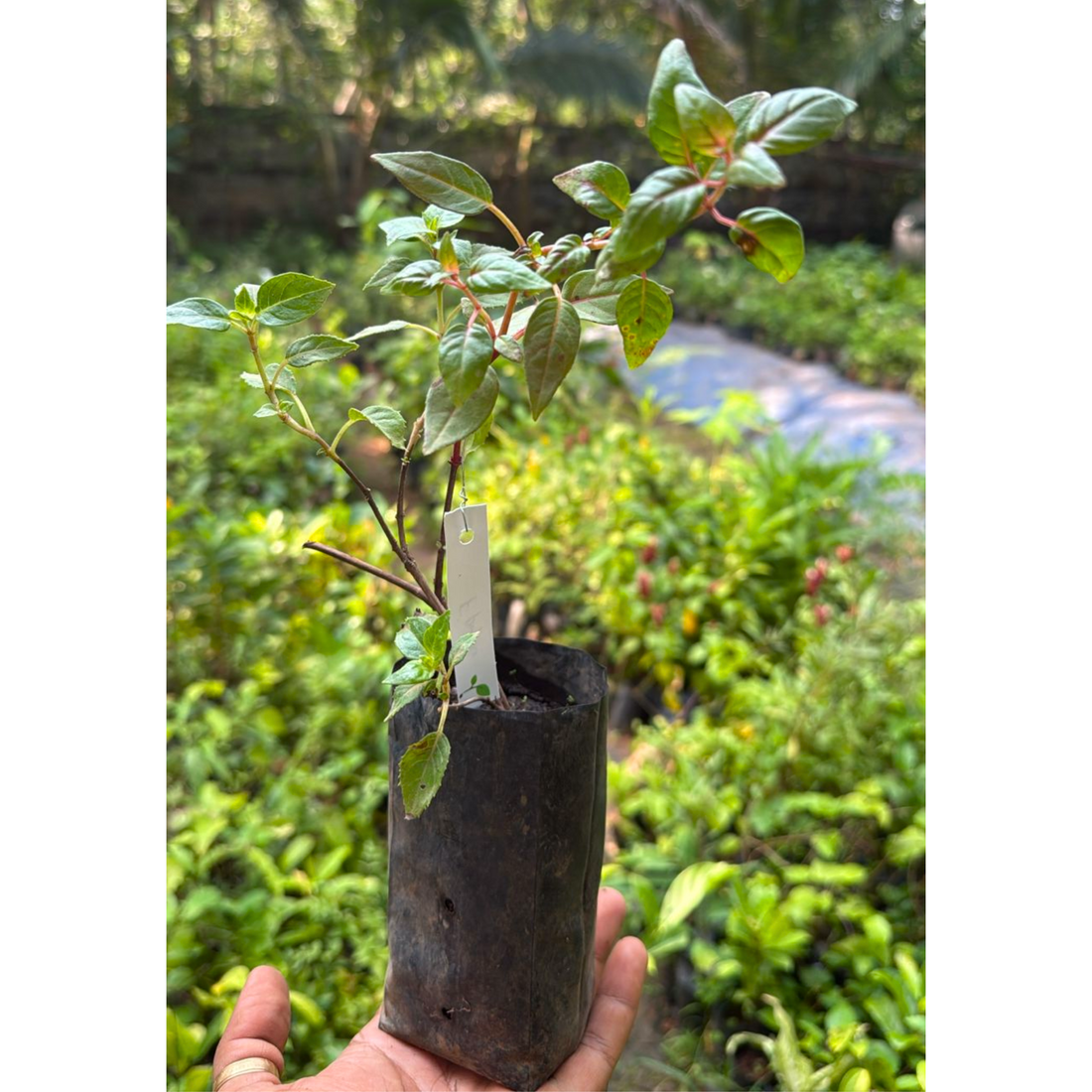 Fuchsia Purple (Fuchsia magellanica) Fragrant Rare All Time Flowering Live Plant