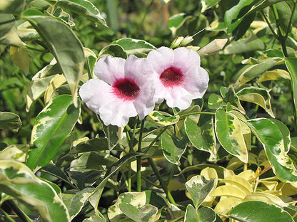 Pandora Jasminoids White Flowering Live Plant - Variegated Leaves