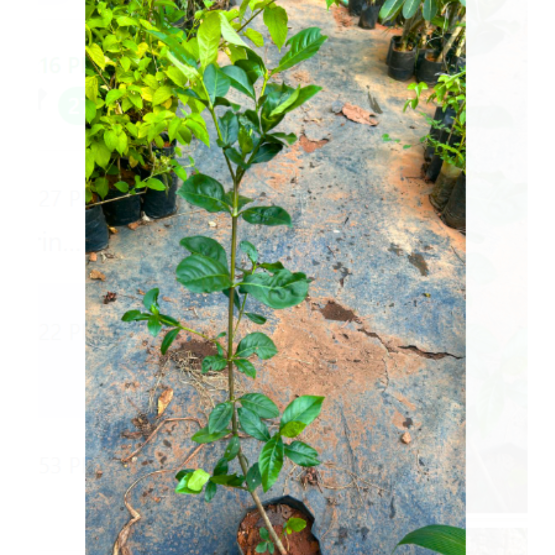 Gandhraj / Gardenia Cape Jasmine (Paarijatham) Highly Fragrant All Time Flowering Live Plant